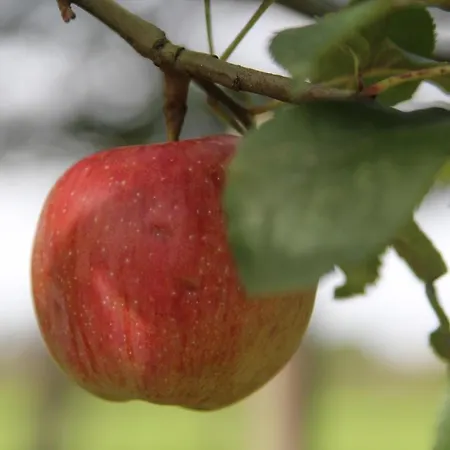 Boerderijtje Op Prachtige Plek, Nabij Natuurgebied Prázdninový dům
