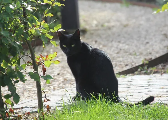 בית נופש Boerderijtje Op Prachtige Plek, Nabij Natuurgebied רורלו