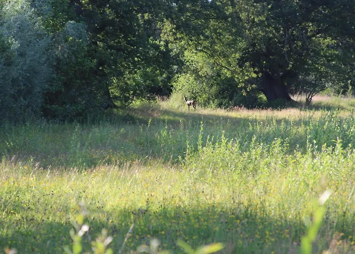 Holiday home Boerderijtje Op Prachtige Plek, Nabij Natuurgebied *